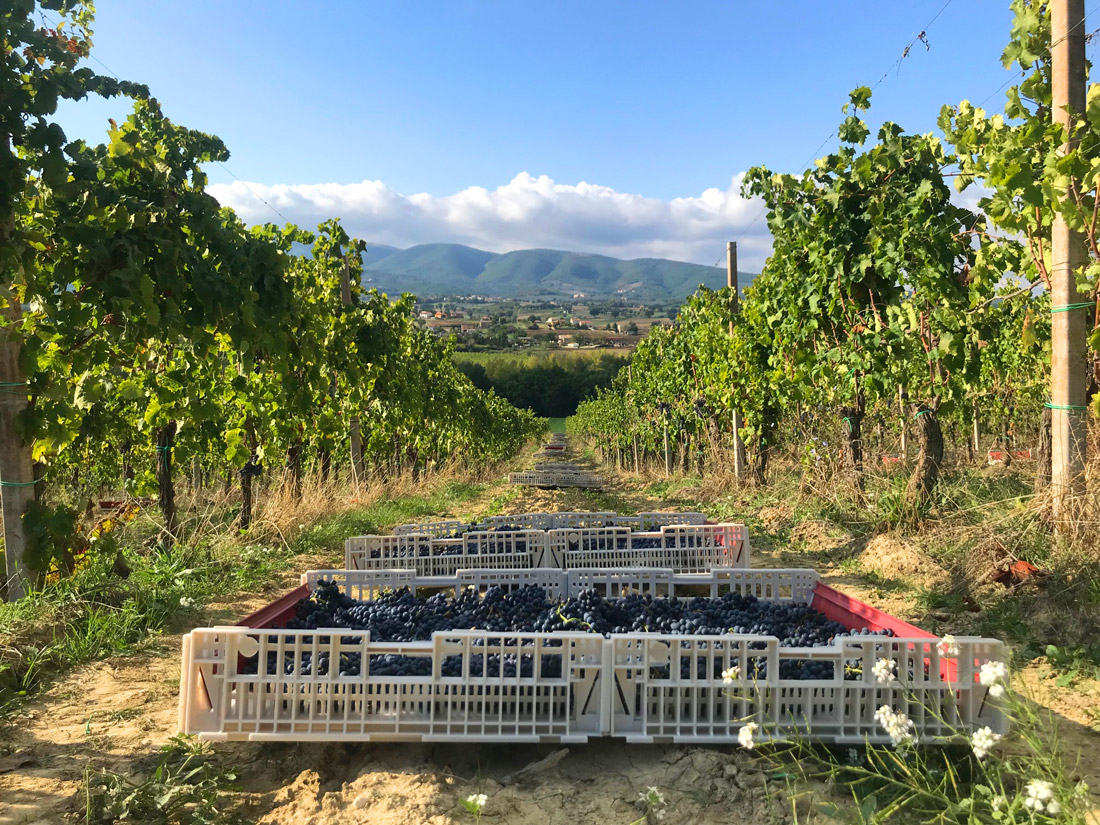 cantina le Cimate